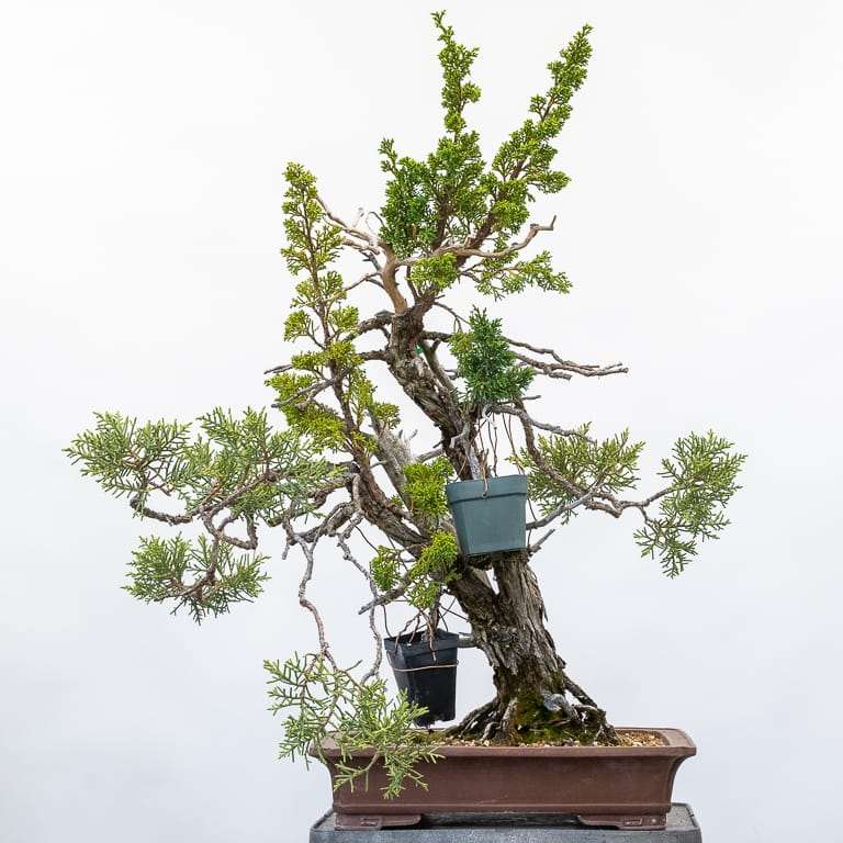 图解 加州杜松盆景怎么嫁接的10个过程