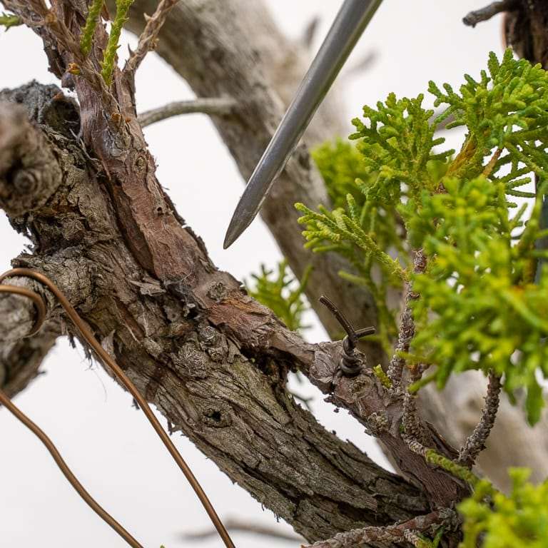 图解 加州杜松盆景怎么嫁接的10个过程