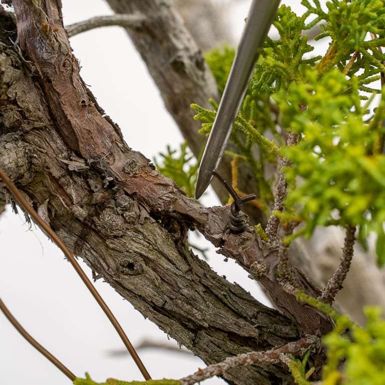 图解 加州杜松盆景怎么嫁接的10个过程