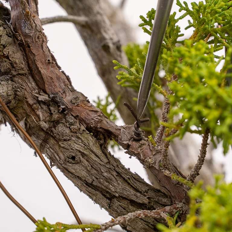 图解 加州杜松盆景怎么嫁接的10个过程