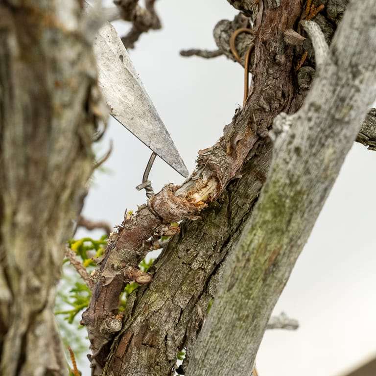 图解 加州杜松盆景怎么嫁接的10个过程