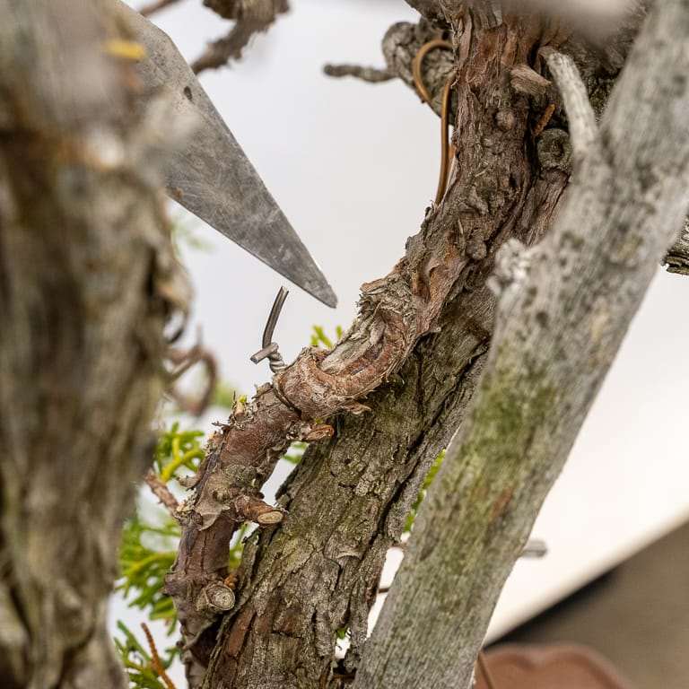 图解 加州杜松盆景怎么嫁接的10个过程