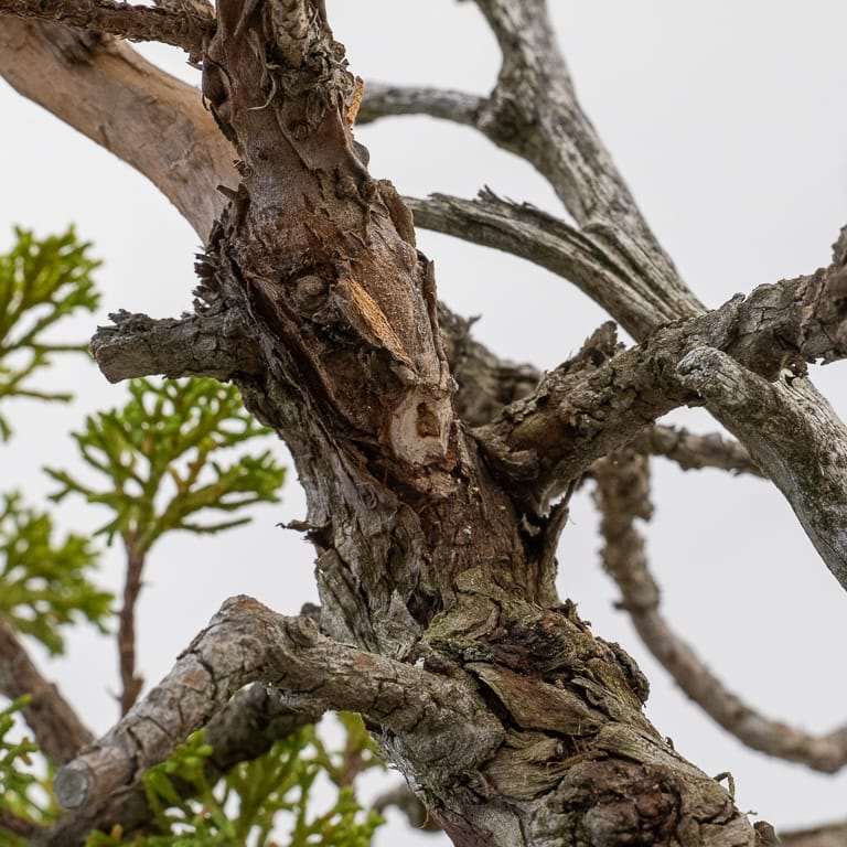 图解 加州杜松盆景怎么嫁接的10个过程