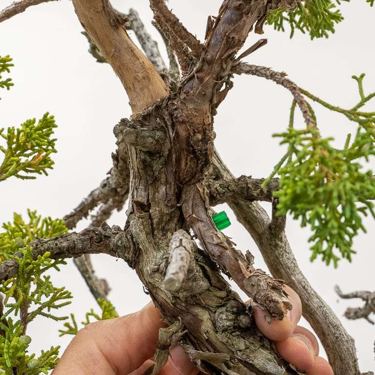 图解 加州杜松盆景怎么嫁接的10个过程