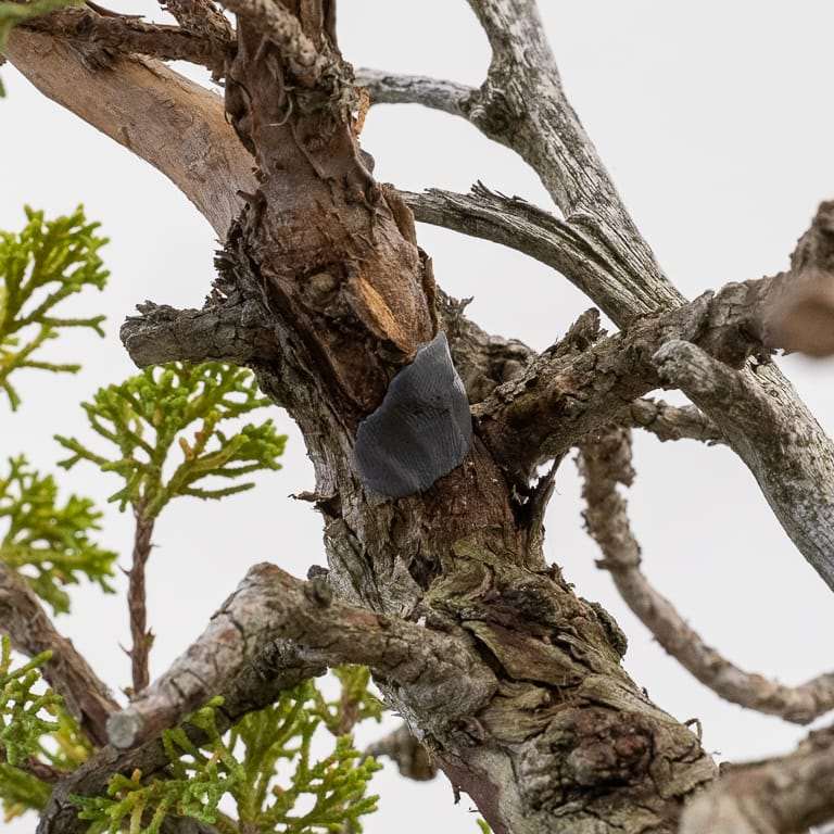 图解 加州杜松盆景怎么嫁接的10个过程