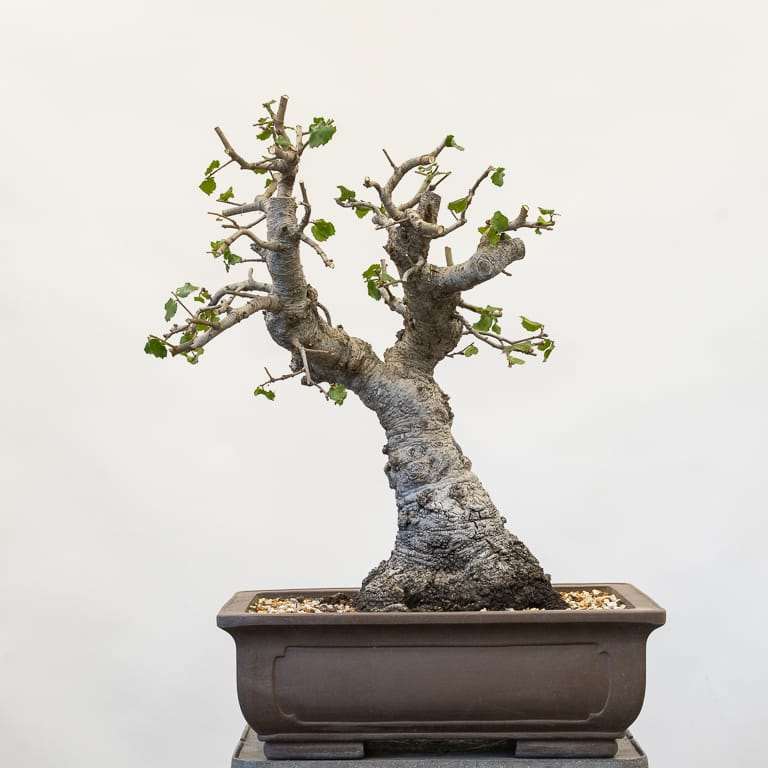 图解 海岸活橡树盆景怎么修剪的7个步骤