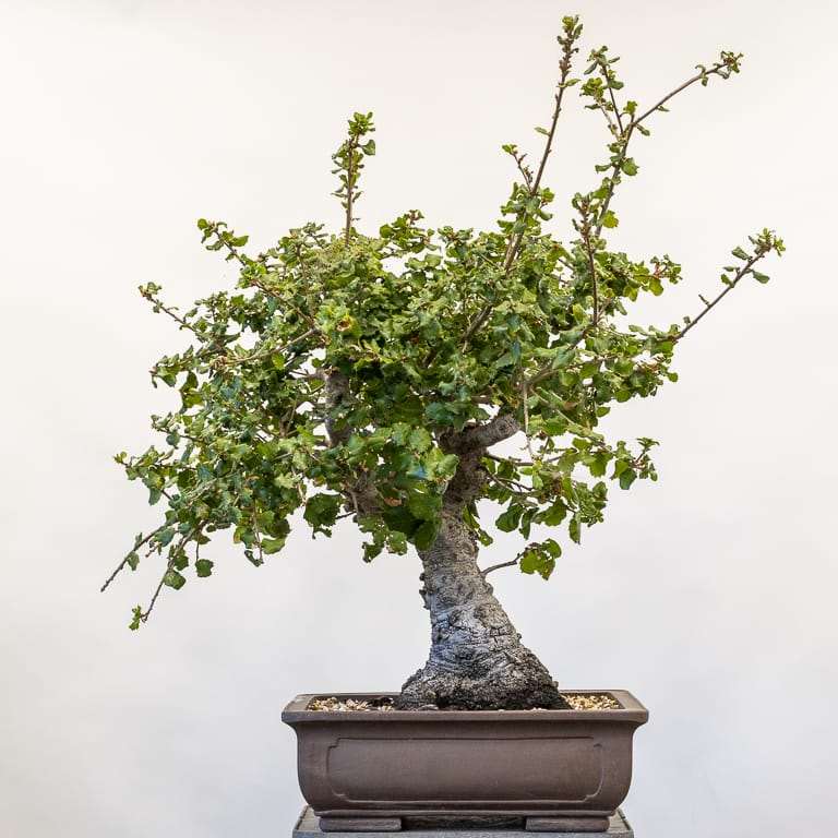 图解 海岸活橡树盆景怎么修剪的7个步骤