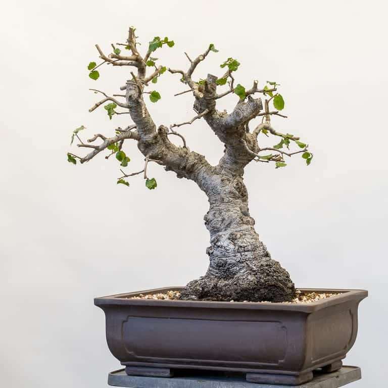 图解 海岸活橡树盆景怎么修剪的7个步骤