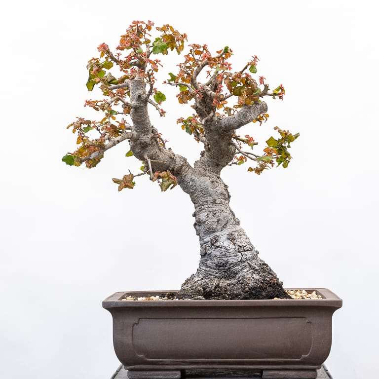 图解 海岸活橡树盆景怎么修剪的7个步骤