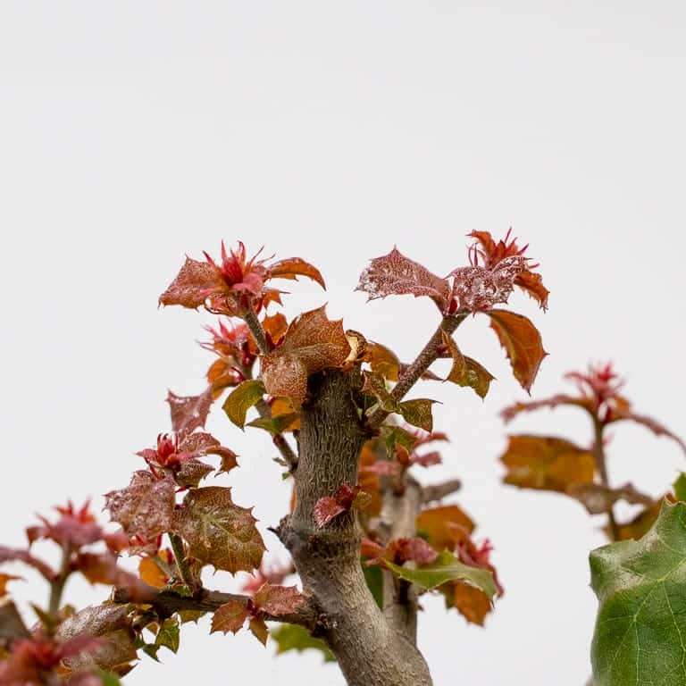 图解 海岸活橡树盆景怎么修剪的7个步骤