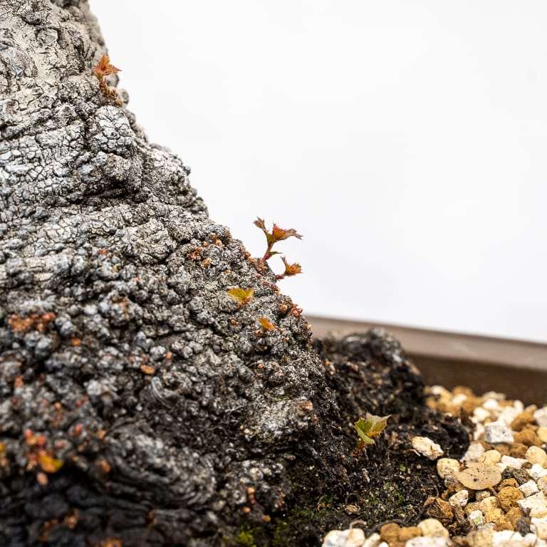 图解 海岸活橡树盆景怎么修剪的7个步骤