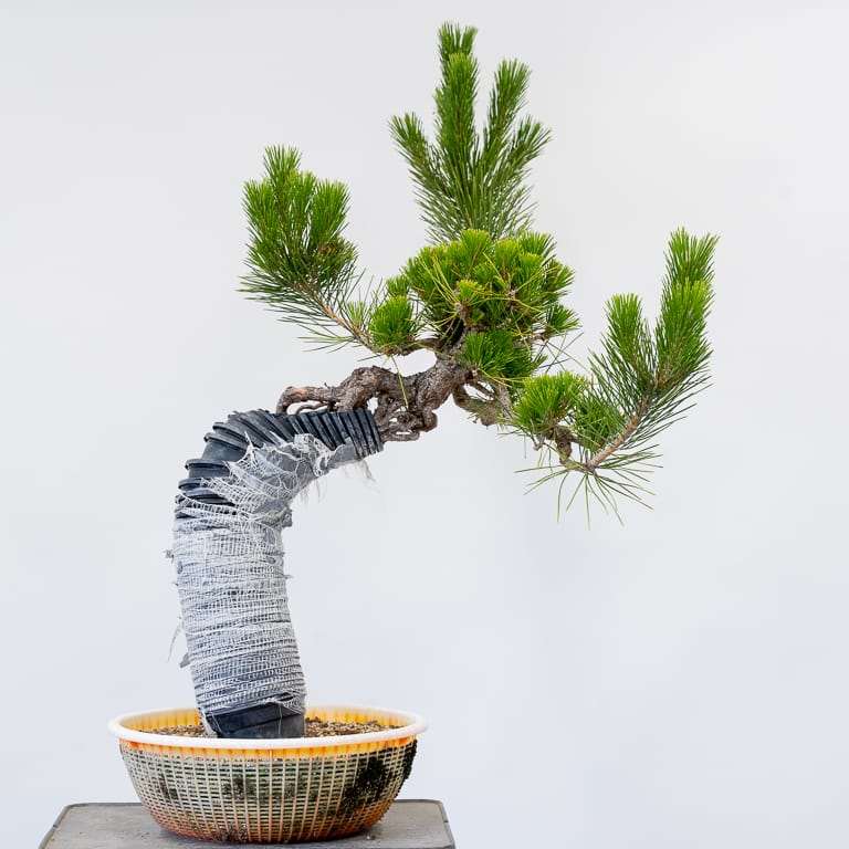 图解 老外怎么盆景修剪的前后对比图