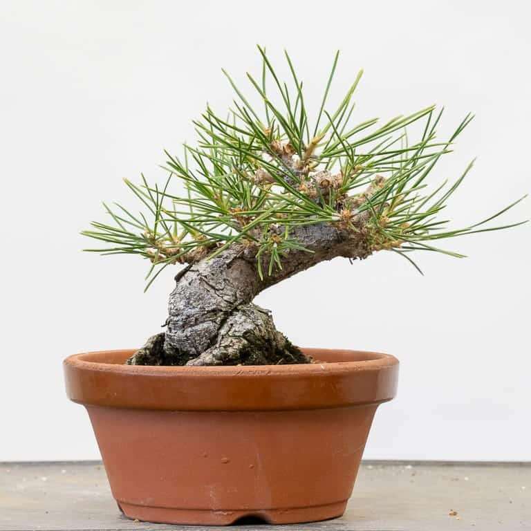 图解 老外怎么盆景修剪的前后对比图