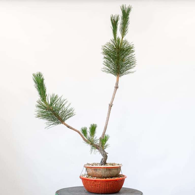 图解 老外怎么盆景修剪的前后对比图