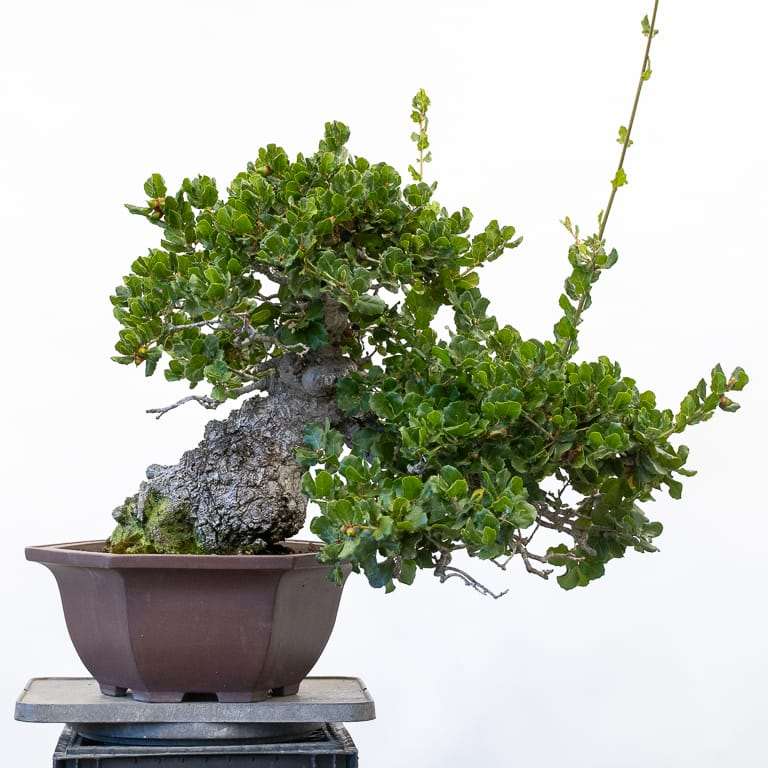 图解 2019年修剪橡树盆景的7个过程