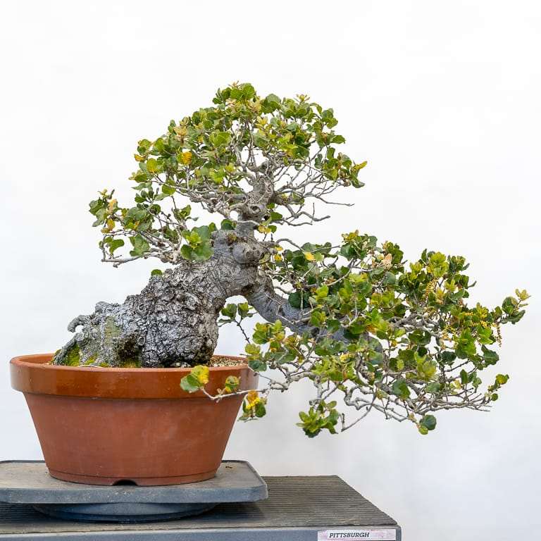 图解 2019年修剪橡树盆景的7个过程