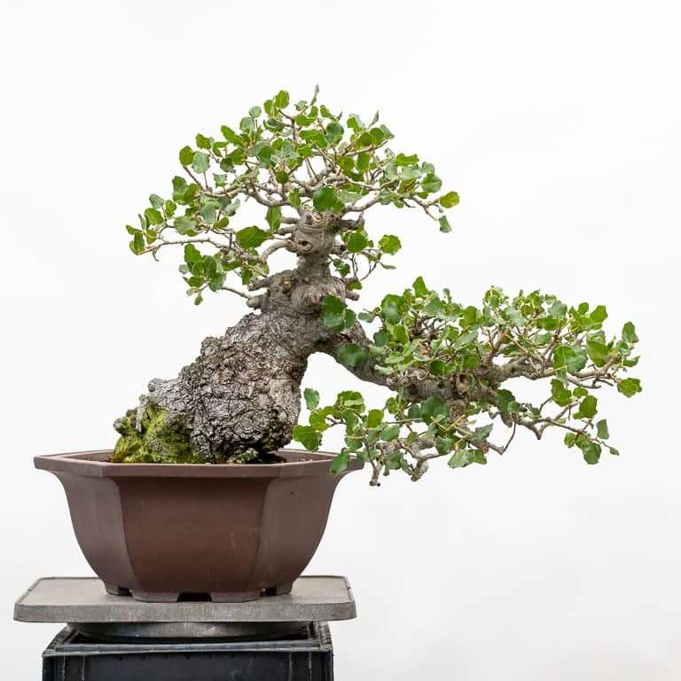 图解 2019年修剪橡树盆景的7个过程