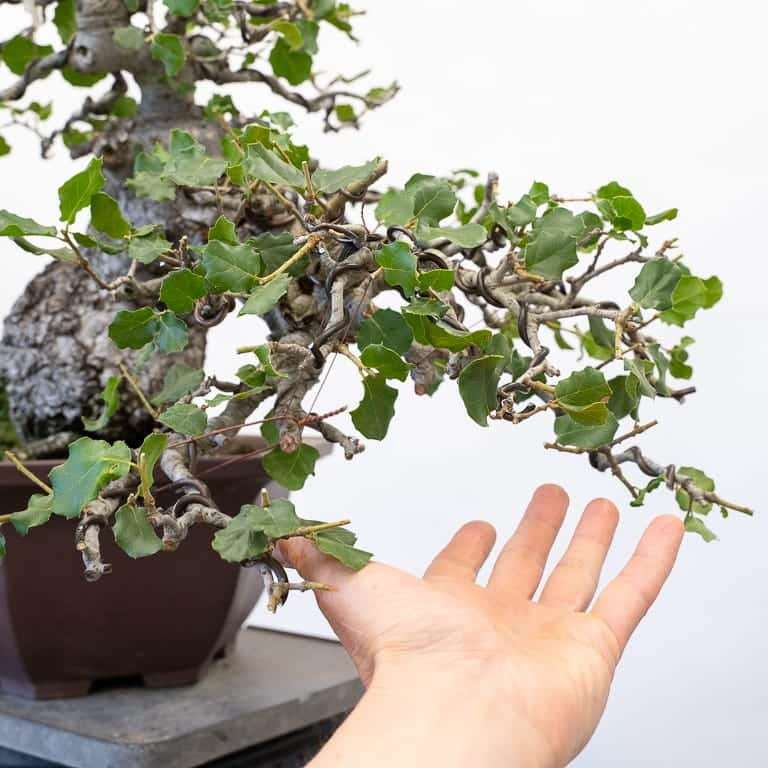 图解 2019年修剪橡树盆景的7个过程