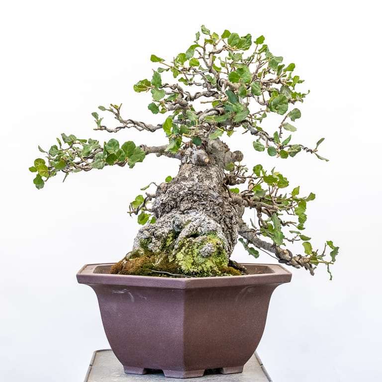 图解 2019年修剪橡树盆景的7个过程