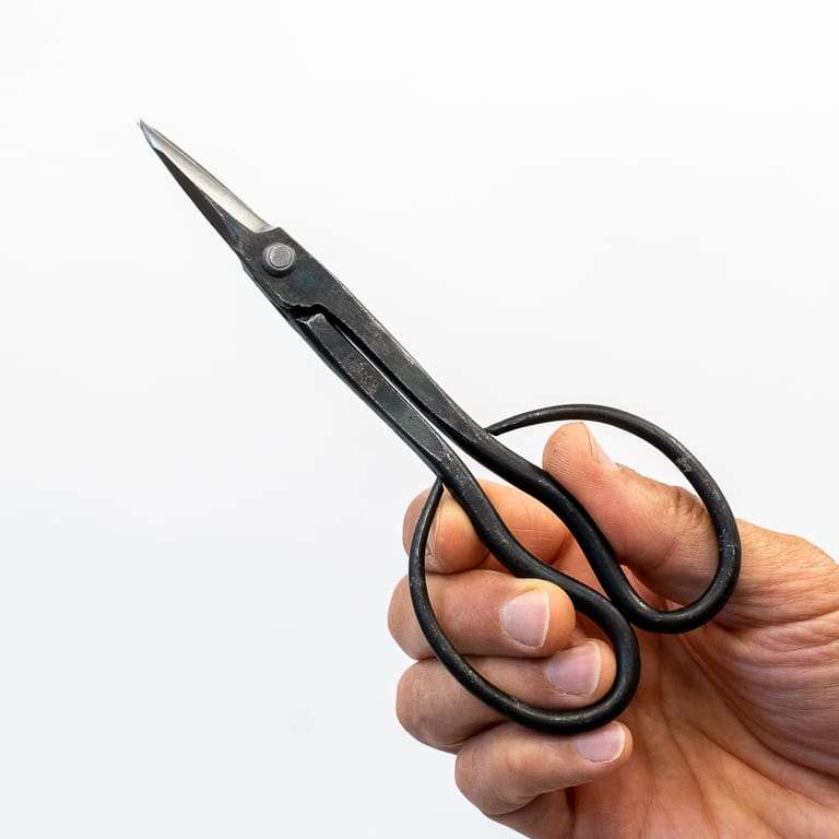 图解 2019年修剪橡树盆景的7个过程