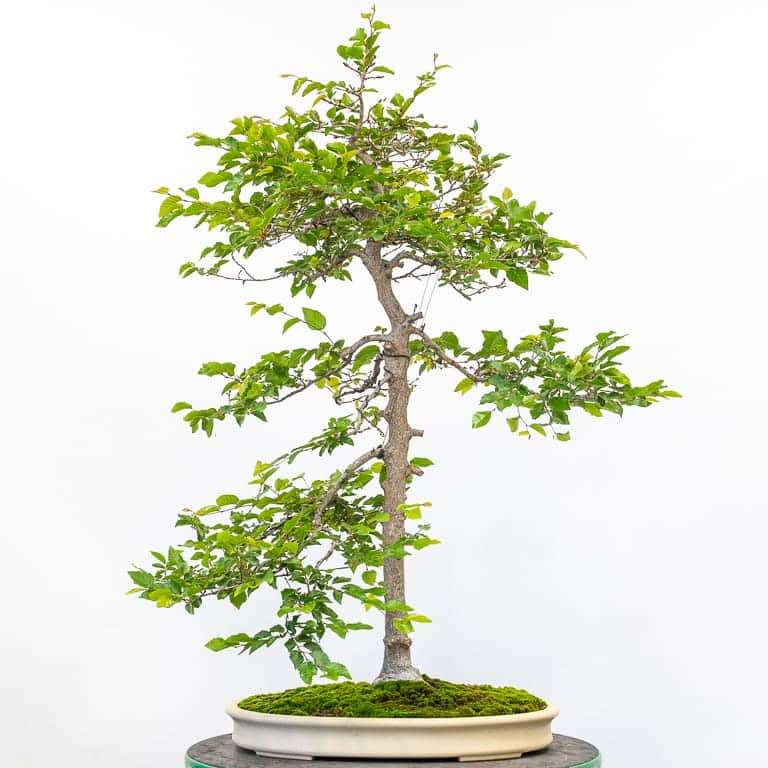 细长角树盆景怎么造型