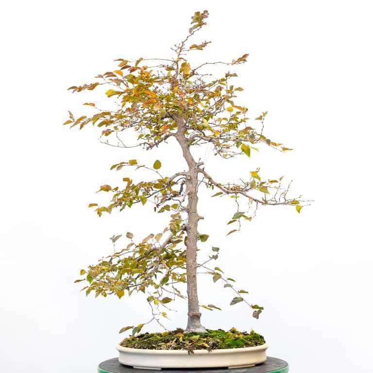 细长角树盆景怎么造型