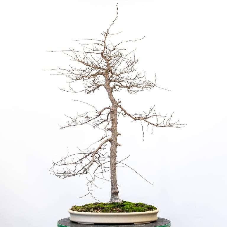 细长角树盆景怎么造型