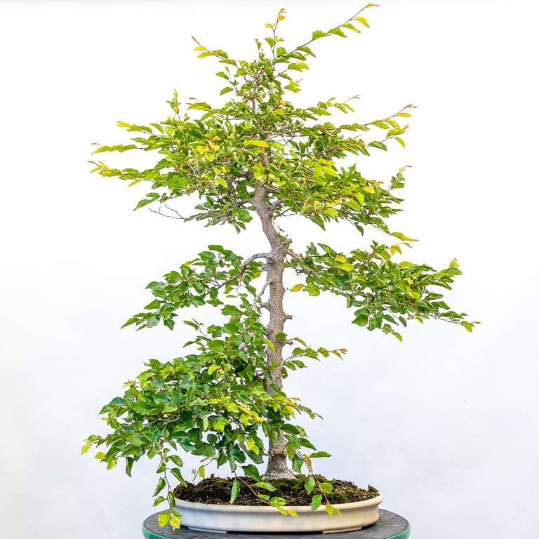 细长角树盆景怎么造型