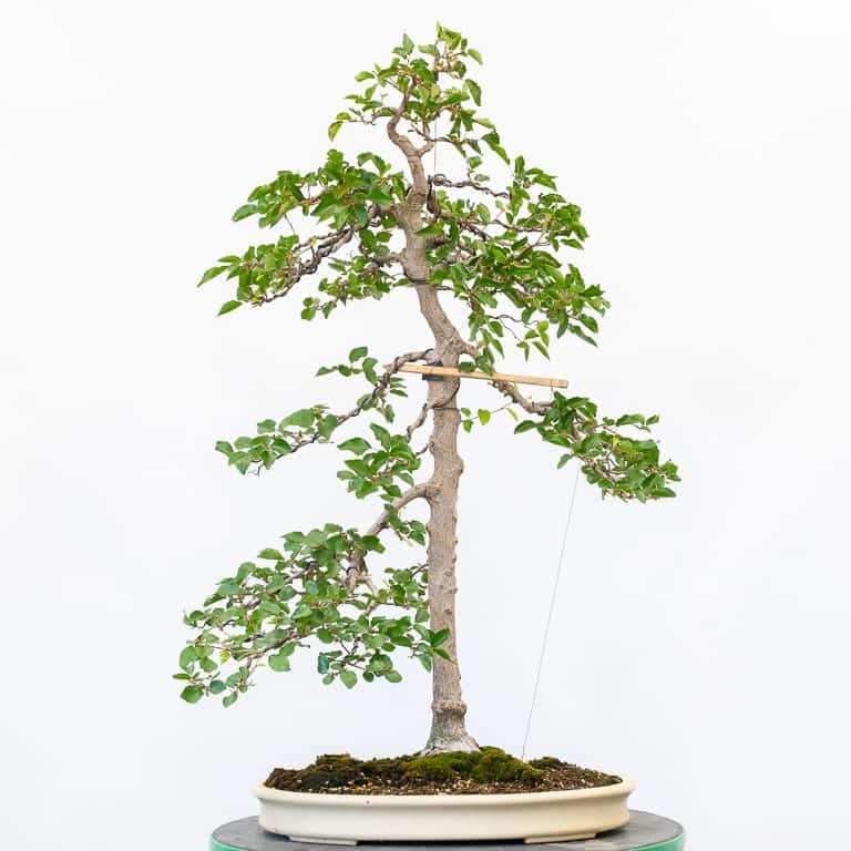 细长角树盆景怎么造型