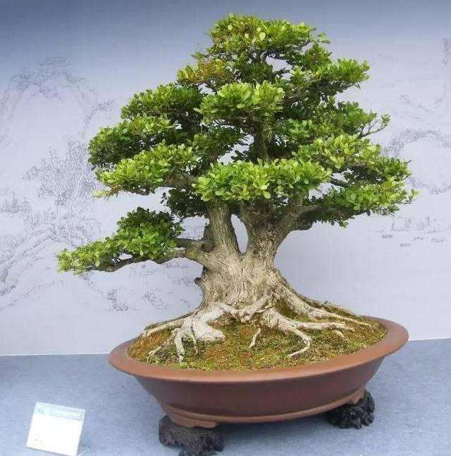 黄杨盆景的炭疽病防治