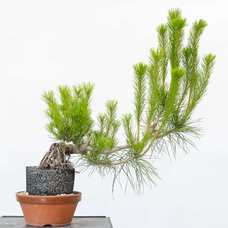 图解 怎么修剪露根松树盆景的7个步骤