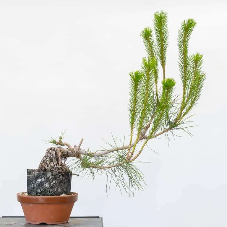 图解 怎么修剪露根松树盆景的7个步骤