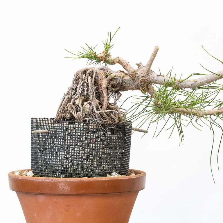 图解 怎么修剪露根松树盆景的7个步骤