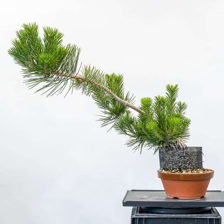 图解 怎么修剪露根松树盆景的7个步骤