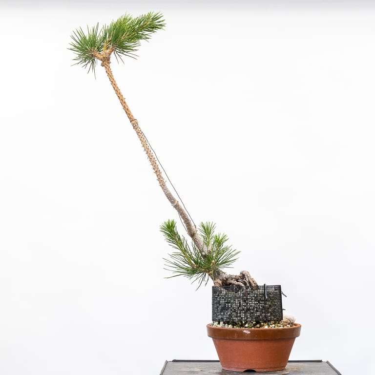 图解 怎么修剪露根松树盆景的7个步骤