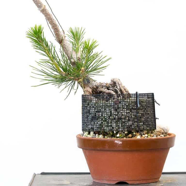 图解 怎么修剪露根松树盆景的7个步骤