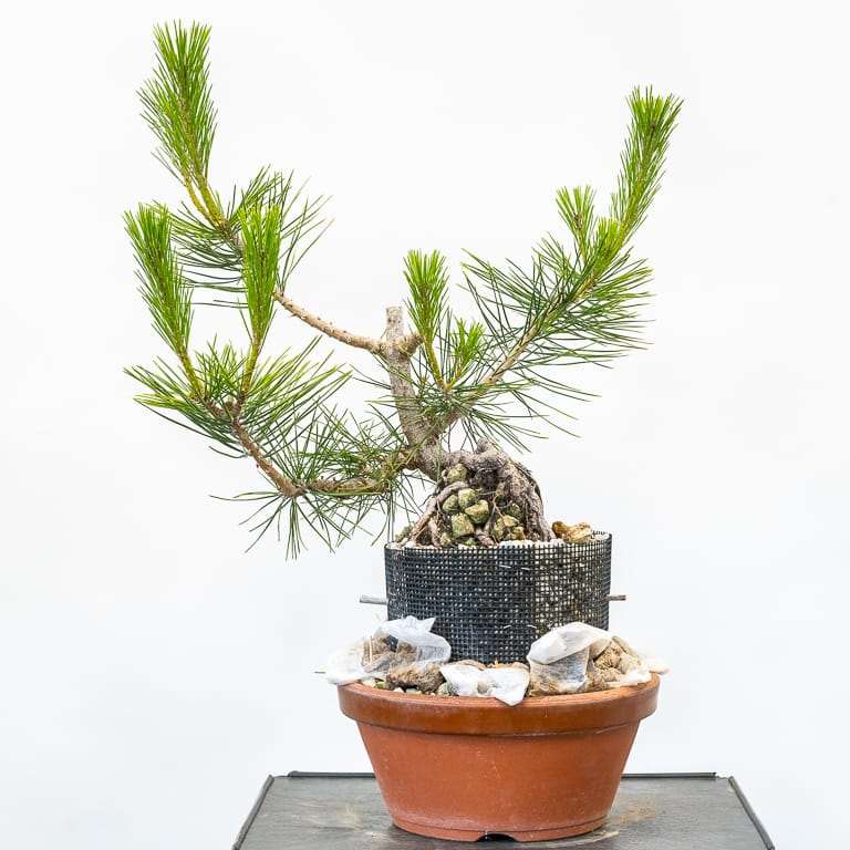 图解 怎么修剪露根松树盆景的7个步骤