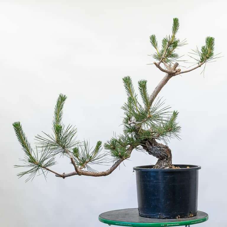 图解 怎么修剪松树盆景的6个过程