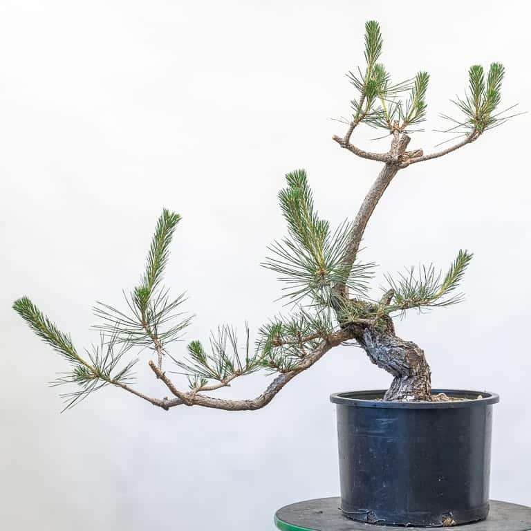 图解 怎么修剪松树盆景的6个过程