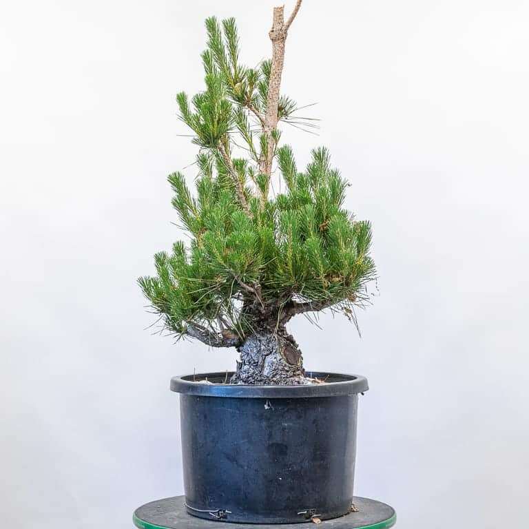 图解 怎么修剪松树盆景的6个过程