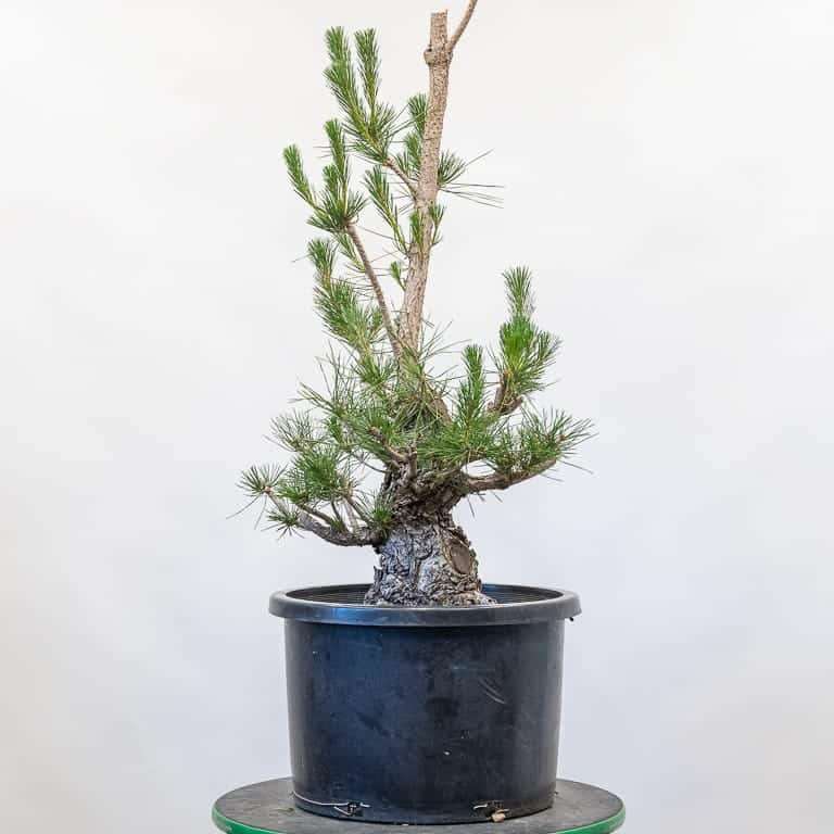 图解 怎么修剪松树盆景的6个过程