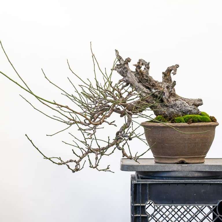 图解 春季乌梅盆景怎么修剪的6个步骤