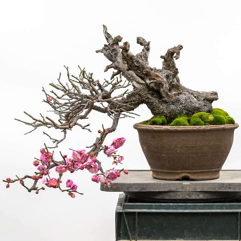 图解 春季乌梅盆景怎么修剪的6个步骤