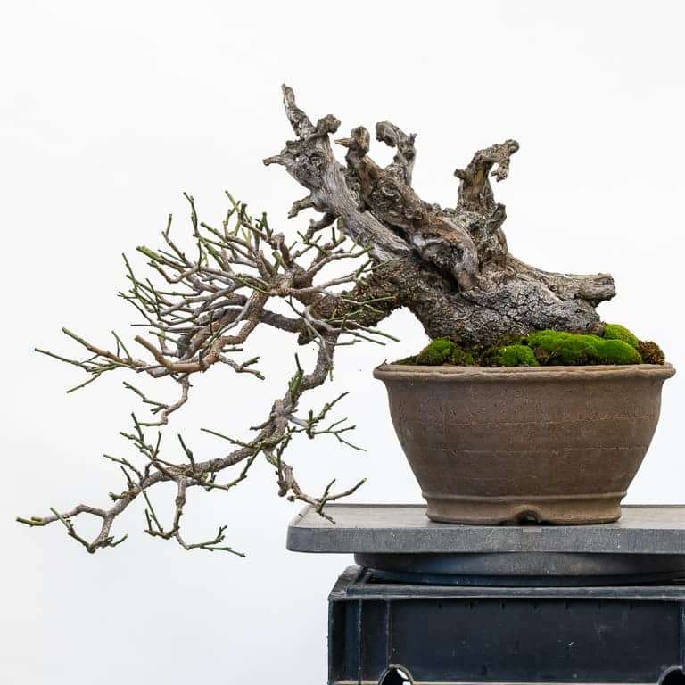 图解 春季乌梅盆景怎么修剪的6个步骤