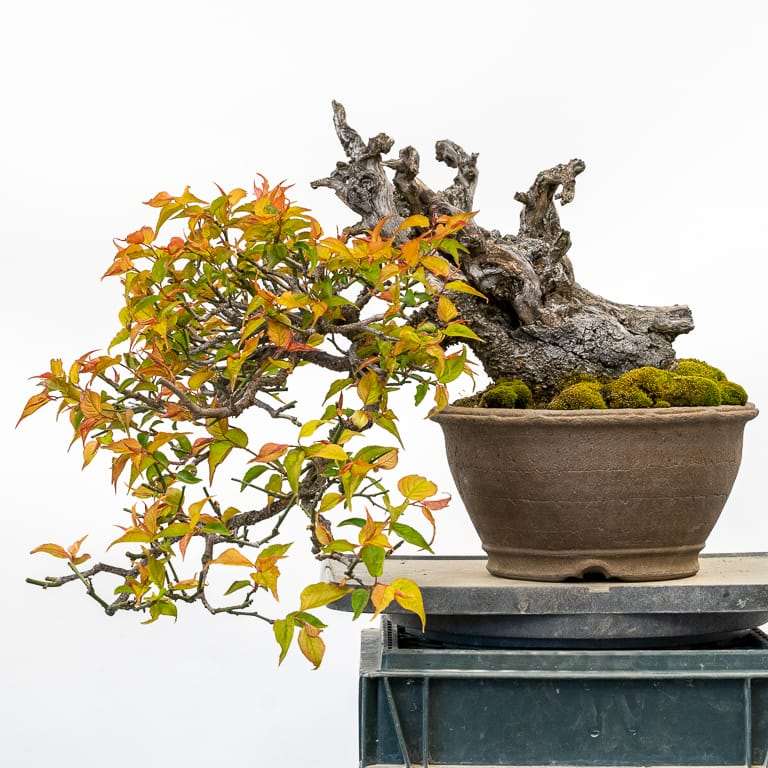 图解 春季乌梅盆景怎么修剪的6个步骤