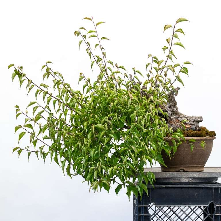 图解 春季乌梅盆景怎么修剪的6个步骤