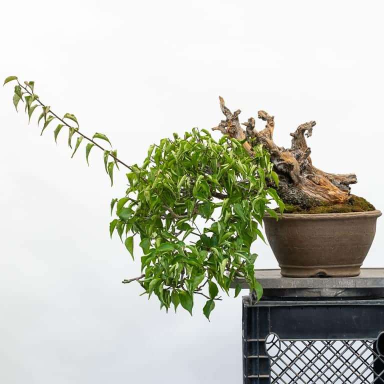 图解 春季乌梅盆景怎么修剪的6个步骤