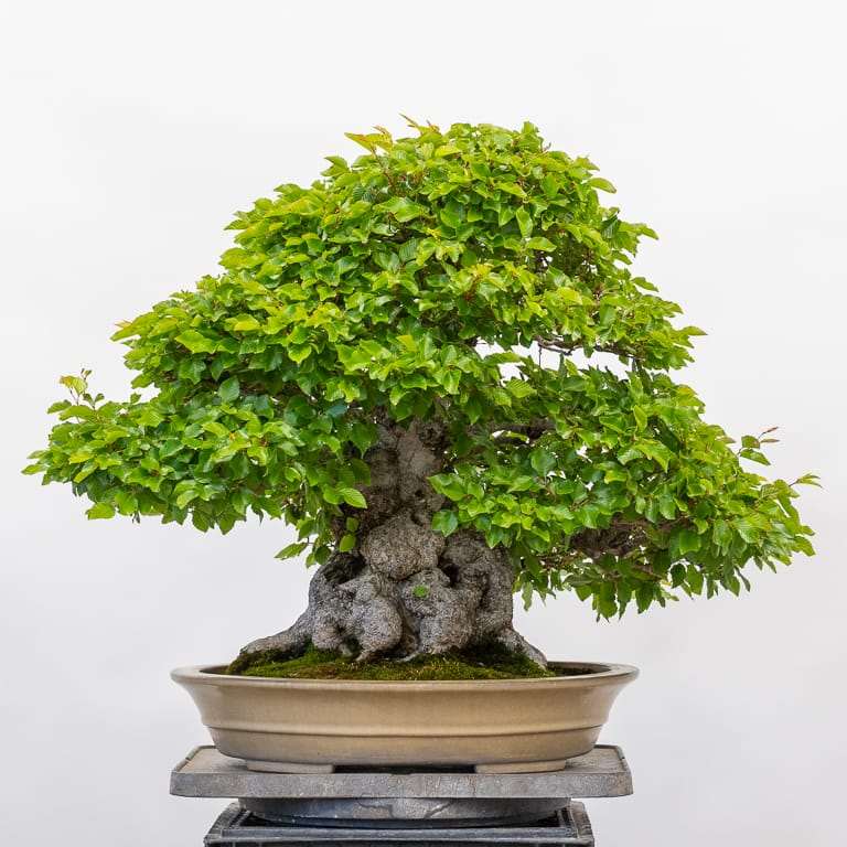 春季韩国鹅耳枥盆景修剪前后对比图片