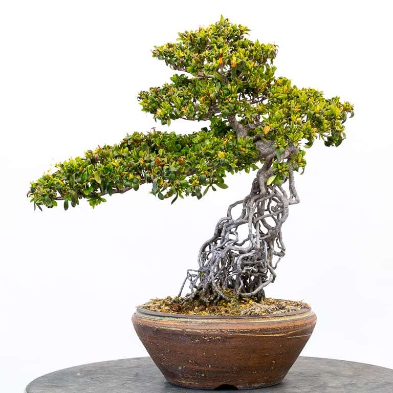 提根小月杜鹃花盆景的修剪前后 对比图片