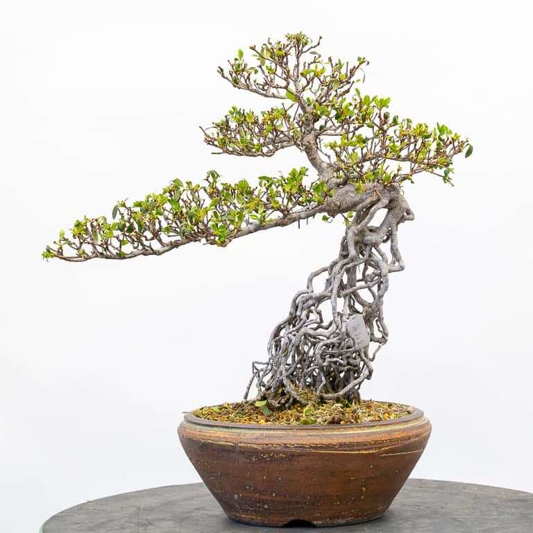 提根小月杜鹃花盆景的修剪前后 对比图片